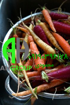 تولید انواع هویج تهران