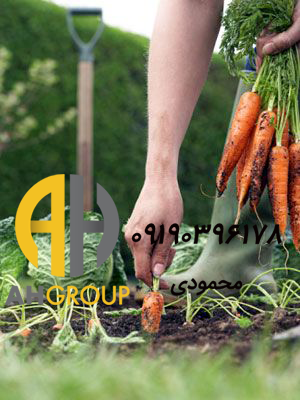 اعطای نمایندگی هویج دزفول