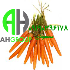 قیمت تولید هویج شیرین