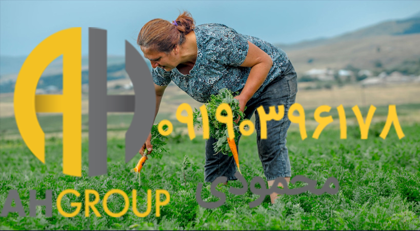 تولید بهترین هویج تازه