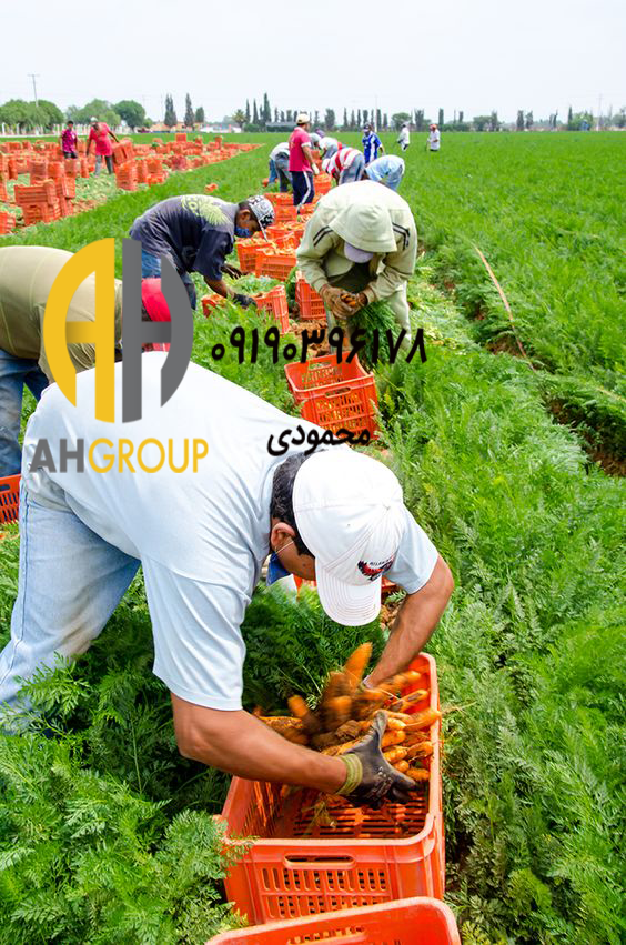 سایت خرید و فروش انواع میوه هویج عمده لرستان