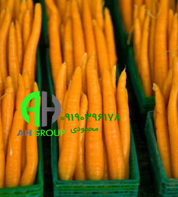 فروش عمده هویج صادراتی دزفول