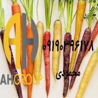 تجارت میوه هویج برای خانم های یائسه