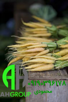 قیمت فروش هویج زردک ارگانیک
