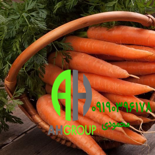 آغاز فروش عمده هویج پاییزه