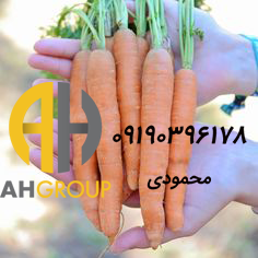 اعطای نمایندگی هویج تازه