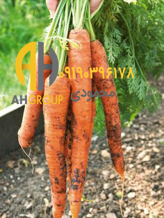 فروش هویج تازه بازار تهران