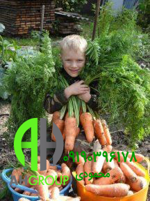 قیمت روز هویج سوپر شوش