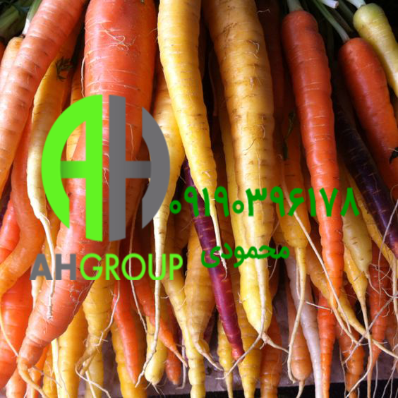 عرضه انواع هویج ارگانیک صادراتی