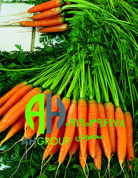 فروش عمده انواع میوه هویج با بسته بندی صادراتی در لرستان