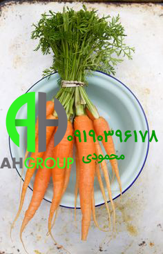 بزرگترین تولیدی هویج ارگانیک