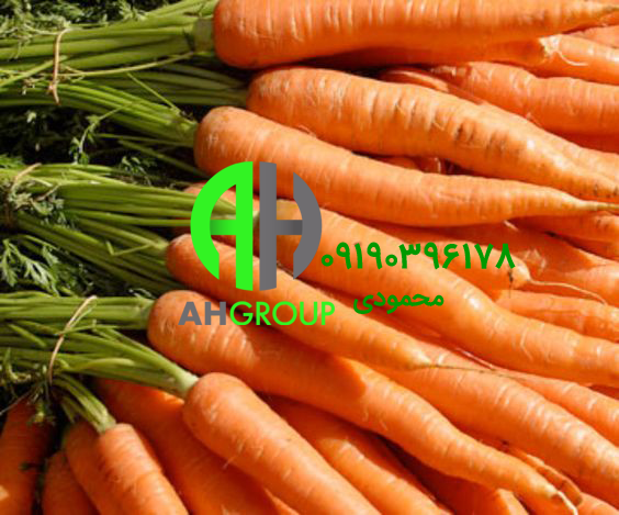 خرید مرغوب ترین هویج موجود بازار