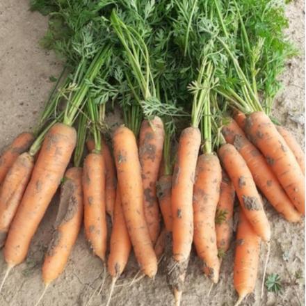 بازار فروش هویج شیراز