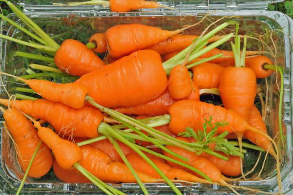 هویج برای تقویت استخوان ها