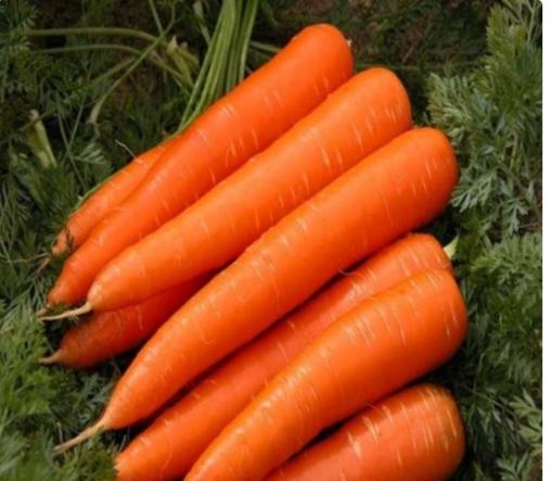 خرید بدون واسطه هویج شیراز