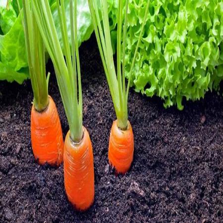 پخش مستقیم گیاه هویج ممتاز
