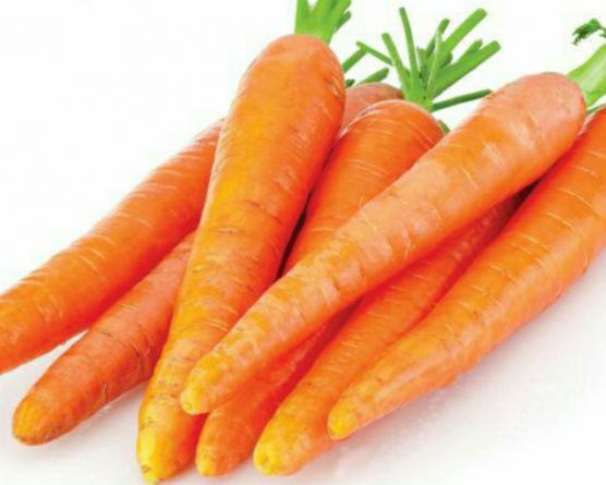 سفارش عمده هویج صادراتی