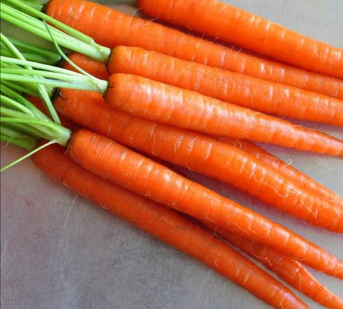 قیمت عمده هویج صادراتی