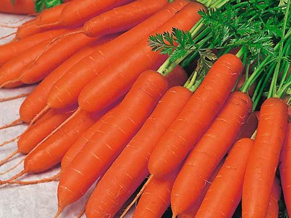 فروش کلی هویج صادراتی