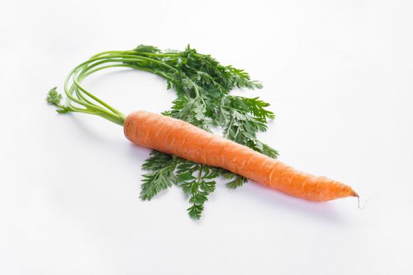 مرکز سفارش هویج عمده